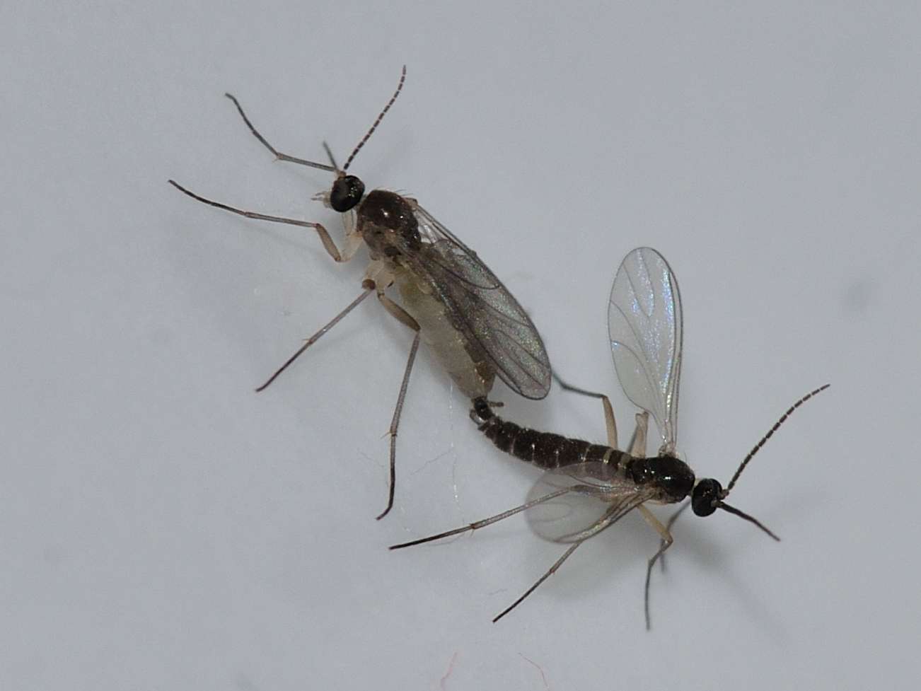 Moscerini: Sciaridae ♀/♂.